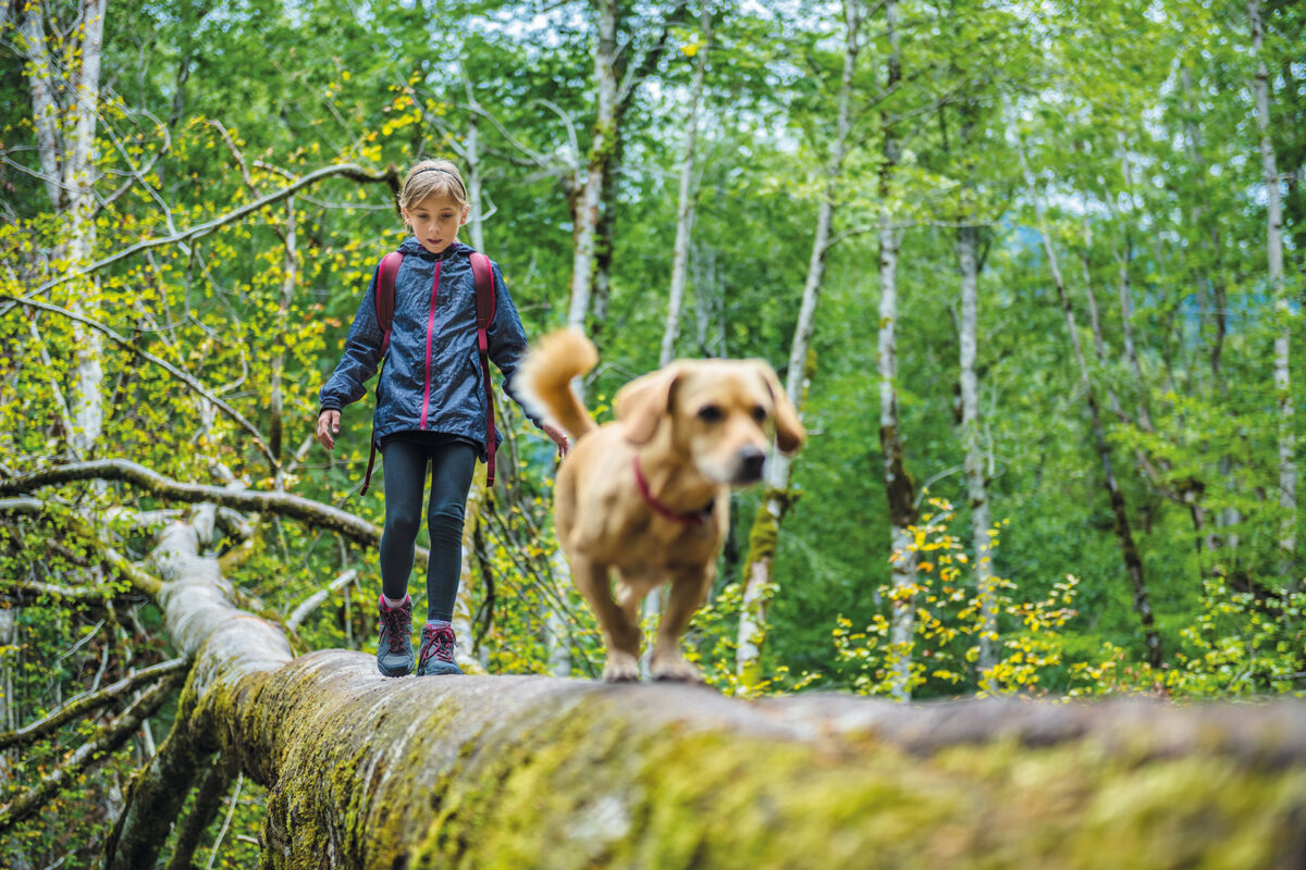 Wandern mit Hund